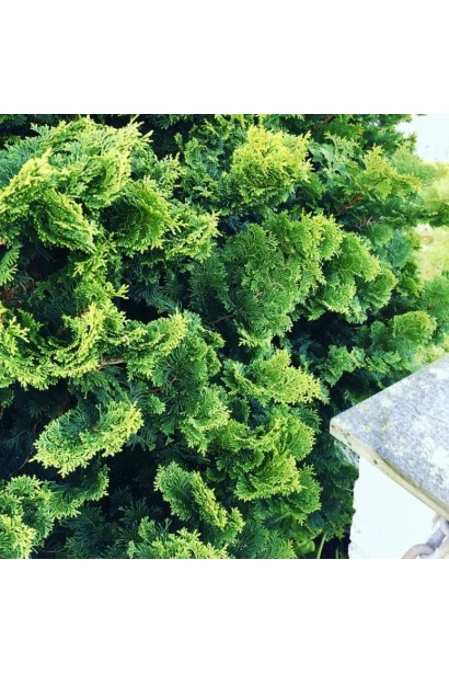 Ближний план хвои кипарисовика.